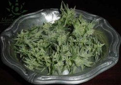 From www.marijuana.com